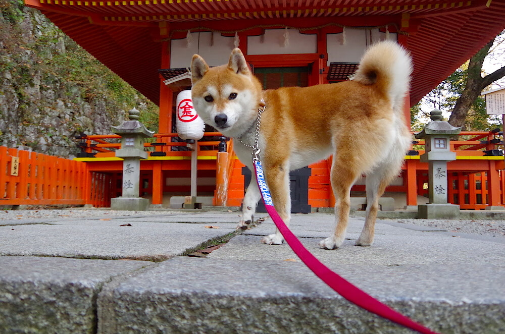 九游官网pc-传奇球星的 inspirational stories：激励无数年轻人，传奇球星nba