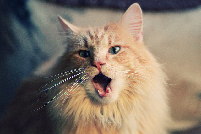 哈兰德连续21场破门，英超领头羊的火力炸裂，哈兰德足球